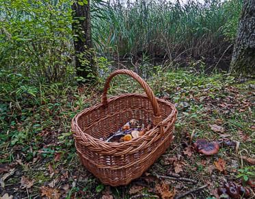 Rendez-vous nature : Les champignons