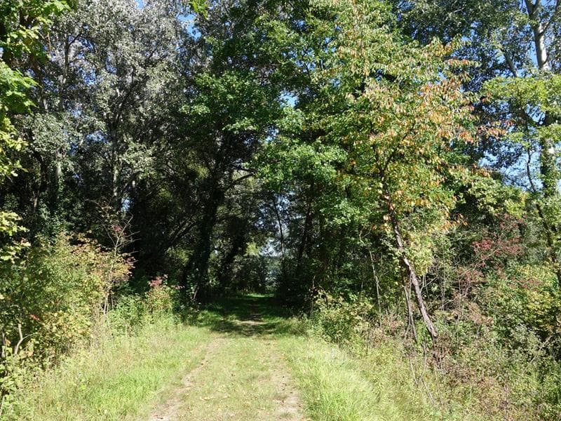 Balade découverte de l'île de Marckolsheim