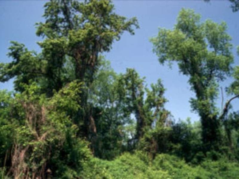 Réserve Naturelle Nationale de l'île de Rhinau