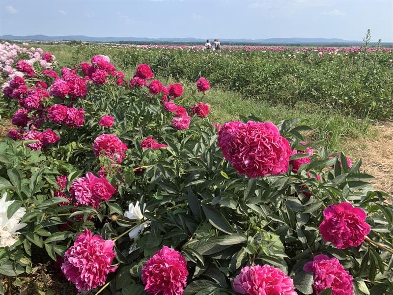 Fleurs Schneider