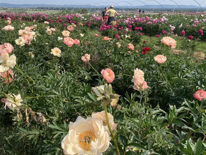 Fleurs Schneider