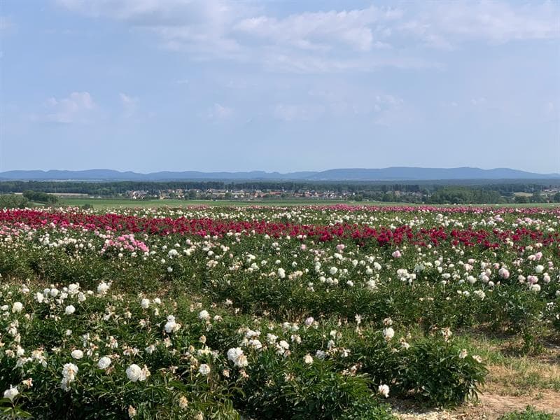 Fleurs Schneider