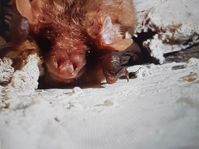 A l’écoute des chauves-souris