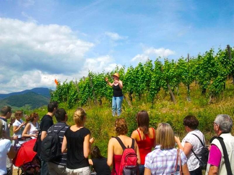 De la vigne au verre - secret du vin d'Alsace
