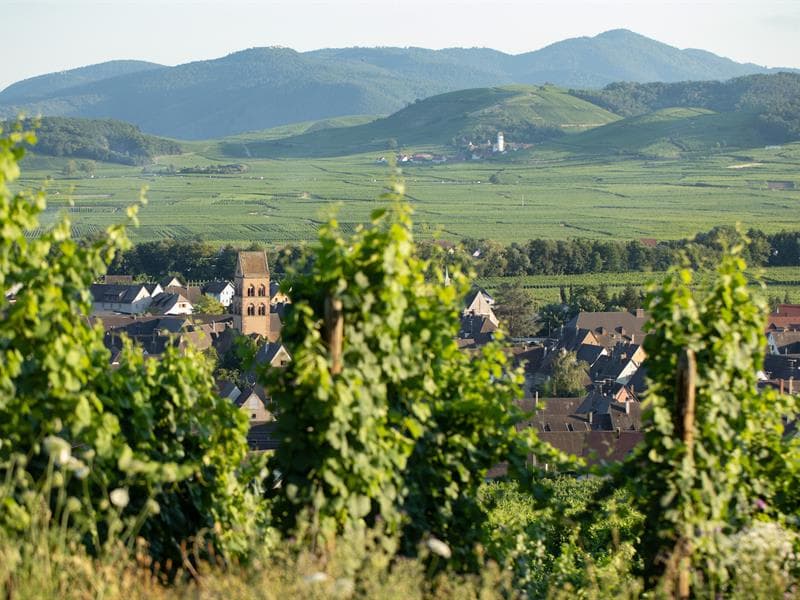 Découverte de la vigne et du vin