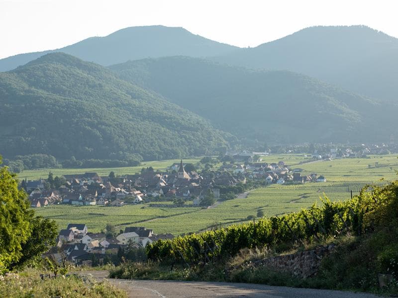 Découverte de la vigne et du vin