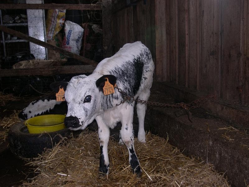 Ferme Pédagogique de l'Entzenbach