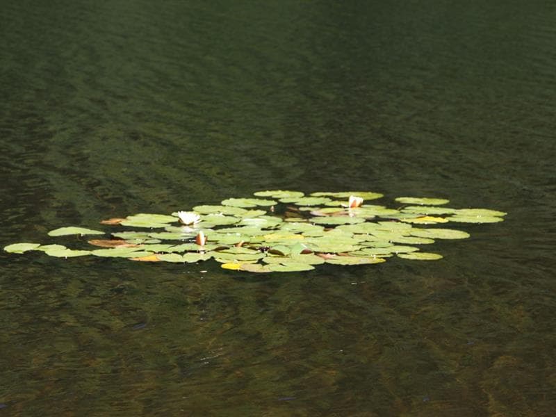 Pêche au lac de Sewen