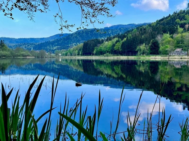 Pêche au lac de Sewen
