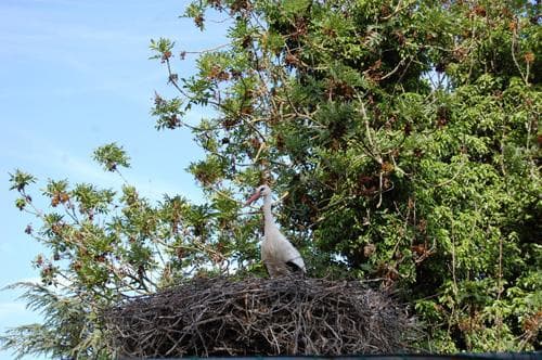 La petite île aux cigognes