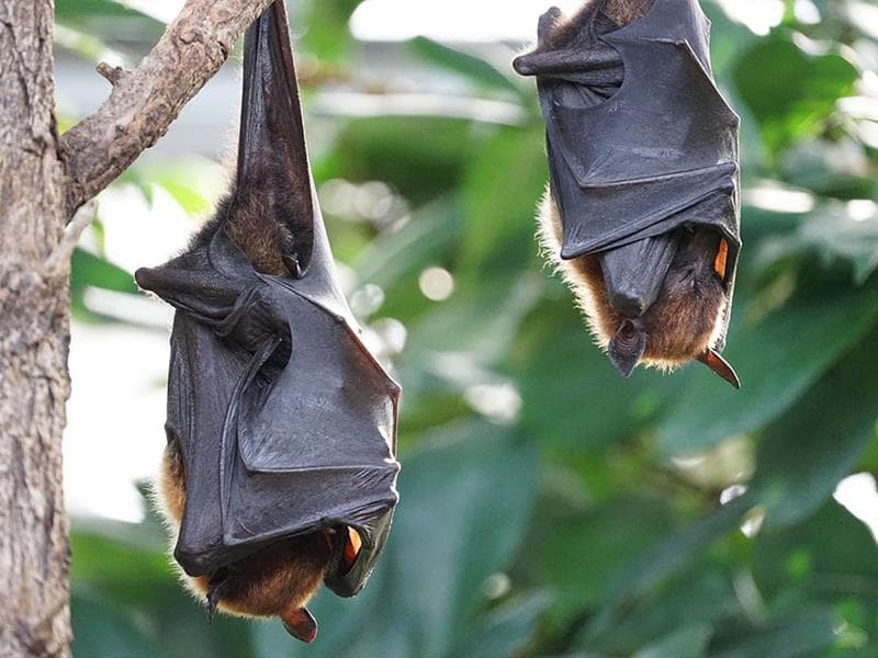Nuit de la chauve-souris