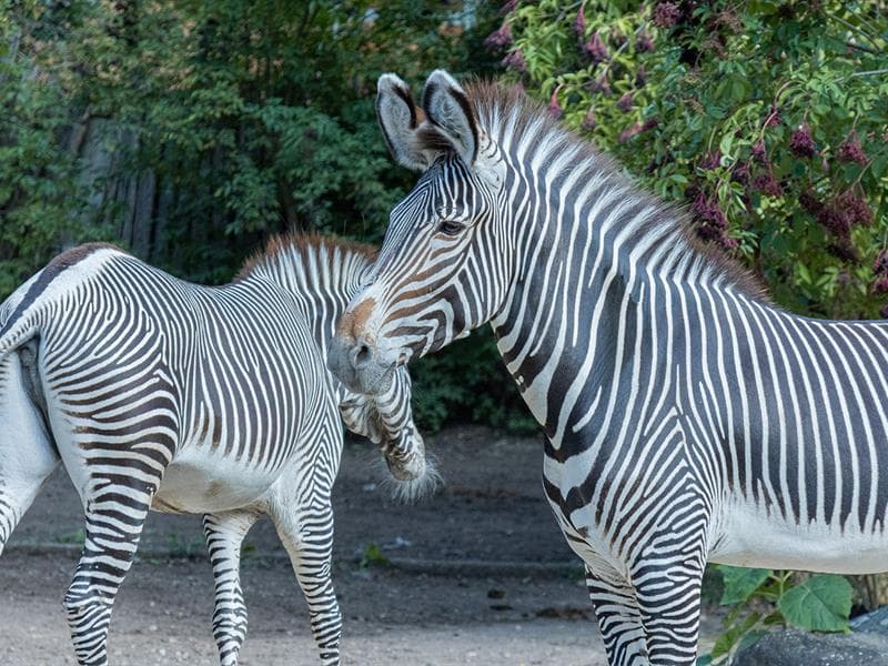 Levers des animaux au Parc zoologique et botanique