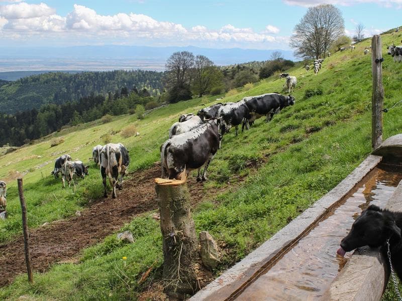 Ferme-Auberge Buchwald