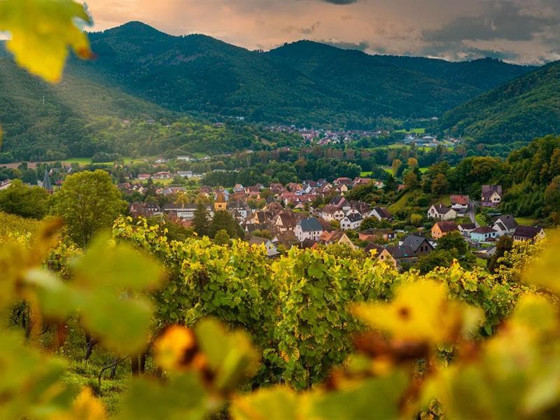 Domaine Schoenheitz