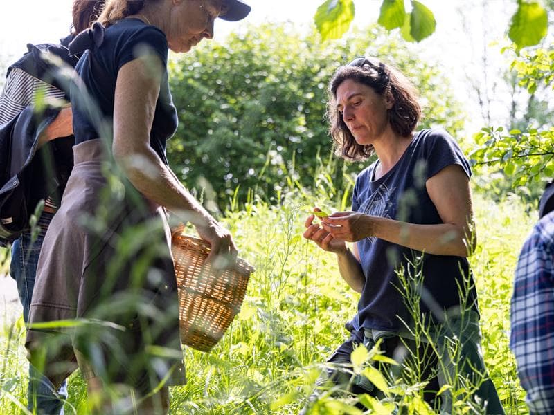 Sortie découverte des plantes sauvages