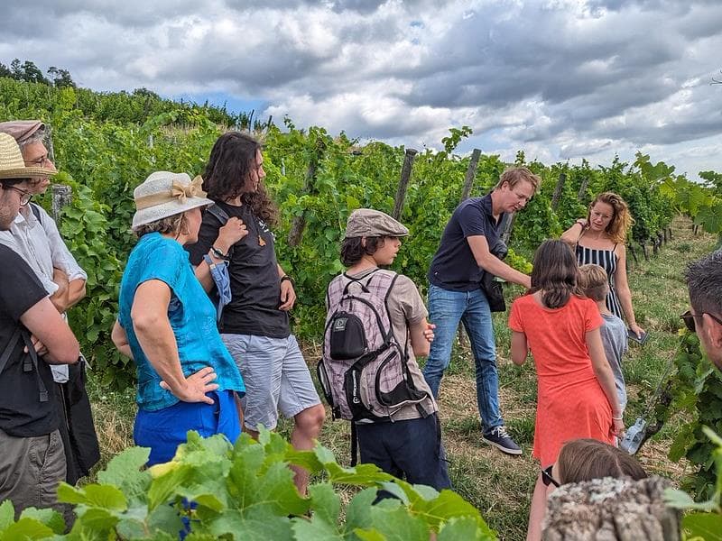 Balades dans les vignes & dégustation
