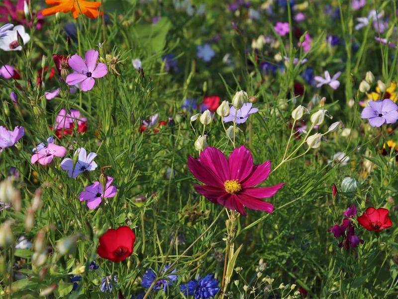 Balade guidée : Une autre façon de regarder la nature