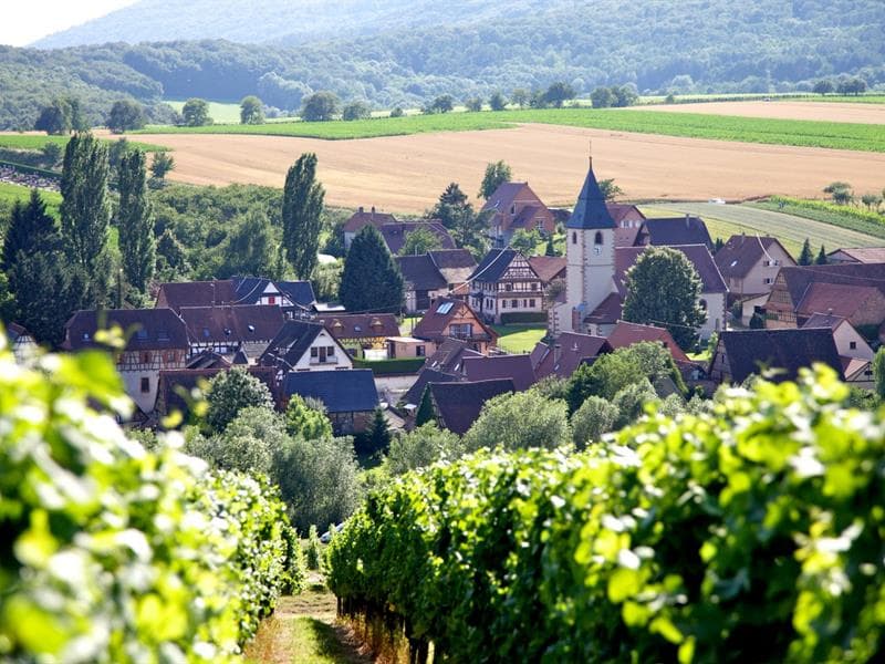 Cave vinicole de Cleebourg