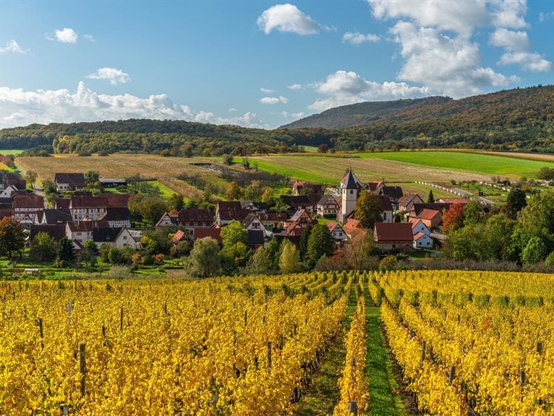 Dégustation de vins et balade dans les vignes