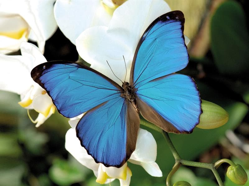 Morpho Anaxibia