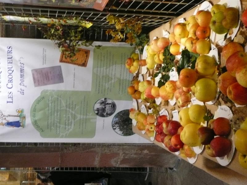 Exposition de fruits d'automne