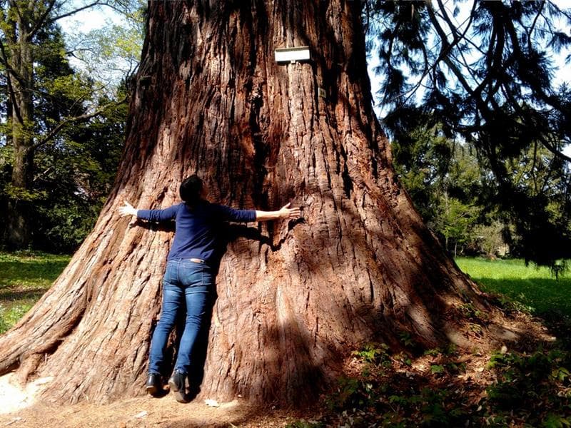 Le Sequoia