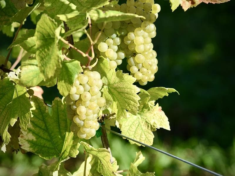 Sortie dans le vignoble