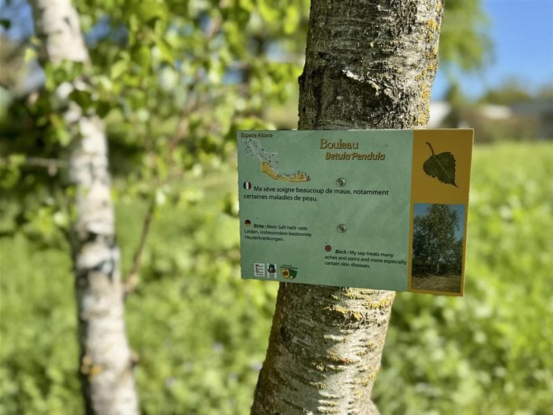 Sortie nature sur le sentier botanique