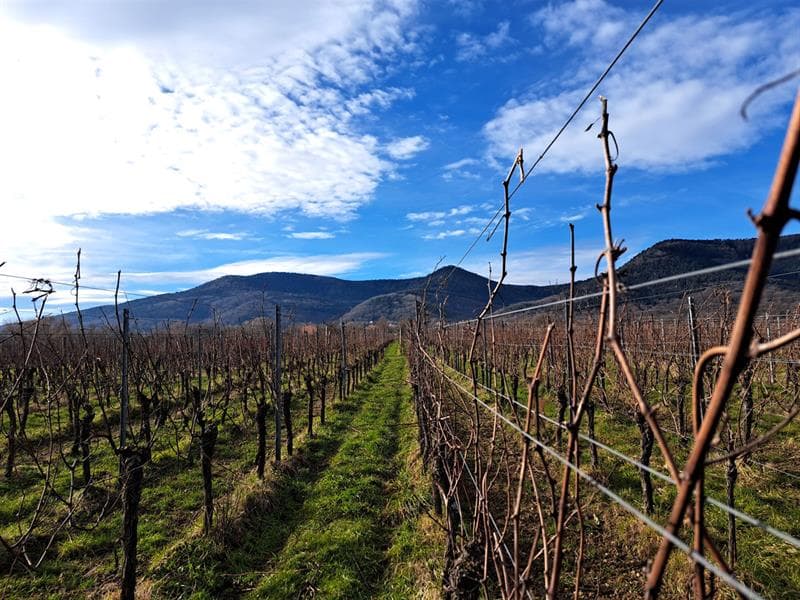 Découverte du métier de vigneron