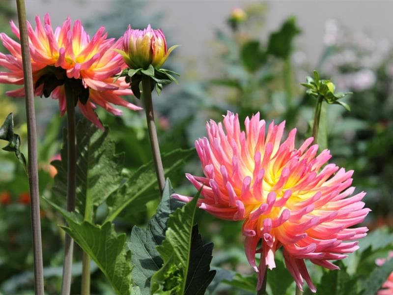 Jardin du Dahlia