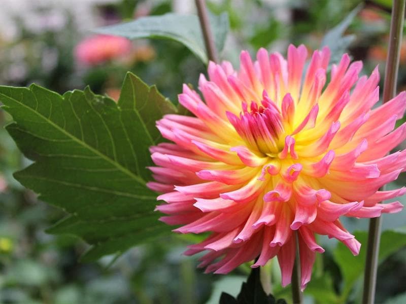 Jardin du Dahlia