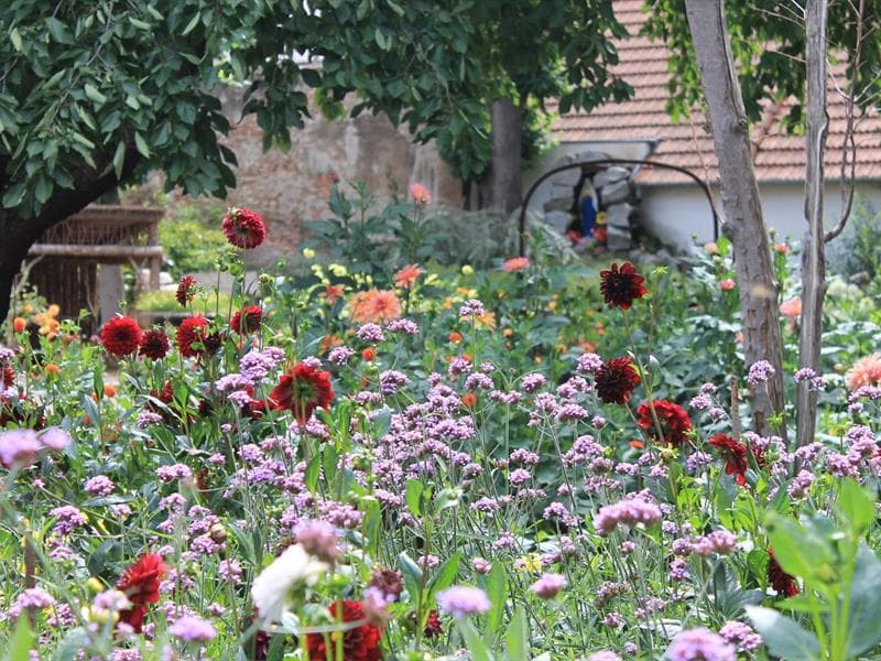 Jardin du Dahlia