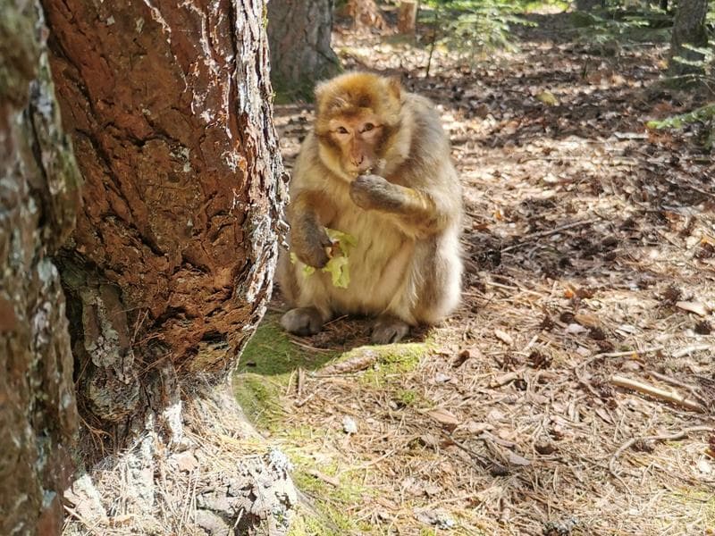 La Montagne des Singes