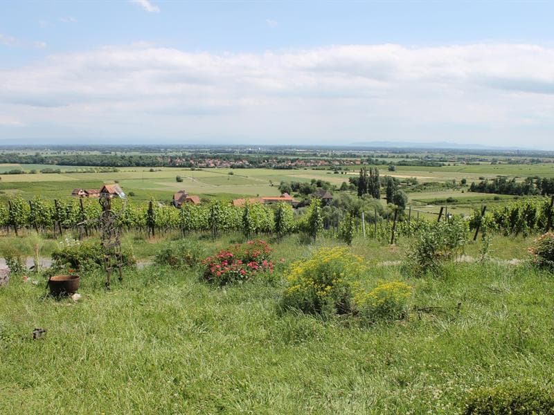 Jardin médiéval