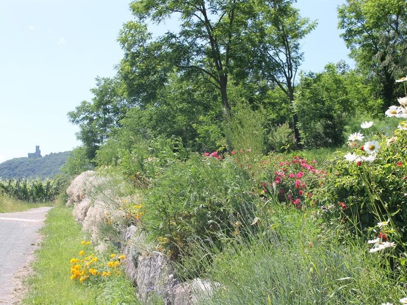 Jardin médiéval
