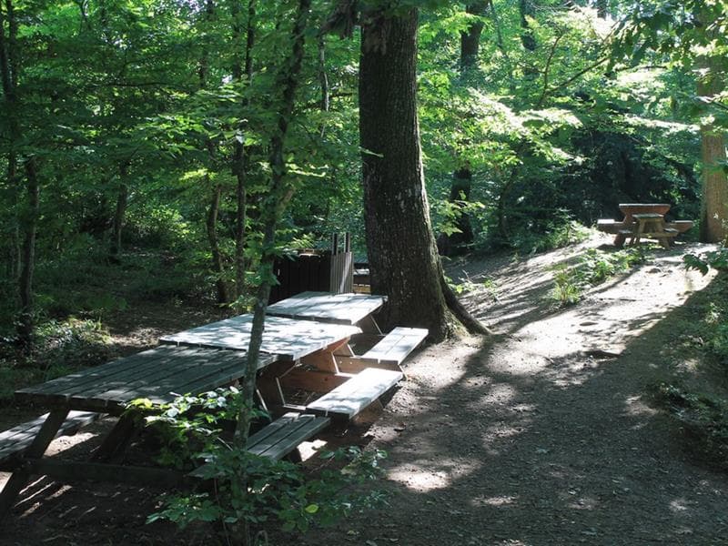 Aire de pique-nique - Château de Kintzheim