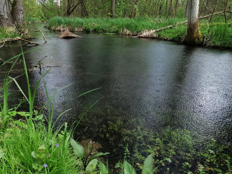 Journées du patrimoine 2026 : L'Ill*wald face au changement climatique