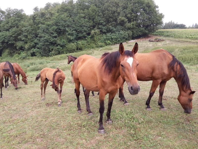 Centre équestre Haras de la Nee