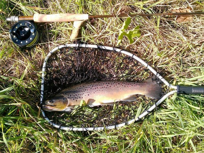 Pêche : étangs des saules et des aulnes