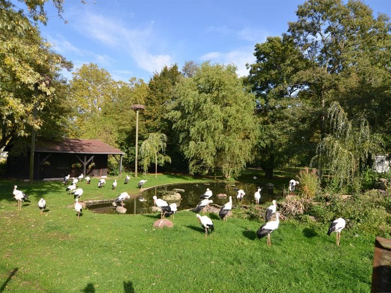 Le parc à cigognes