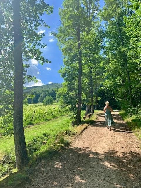 Le vignoble de Leimbach