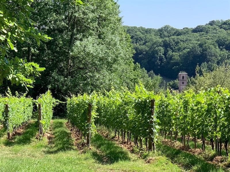 Le vignoble de Leimbach