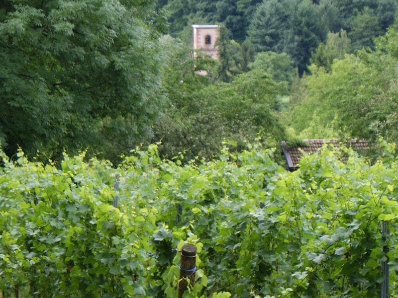 Les ruines de l'église Saint-Blaise de Leimbach qui se dévoile au travers des vignes
