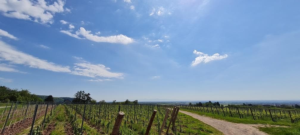 Vue du vignoble de Leimbach, départ de la Route des Vins d'Alsace