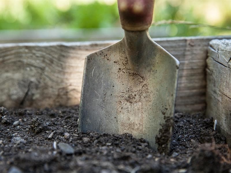 Atelier : création d'un jardin médicinal