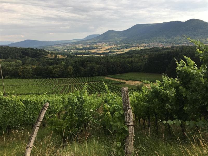 Visite guidée du vignoble d'Albé et dégustation de vins