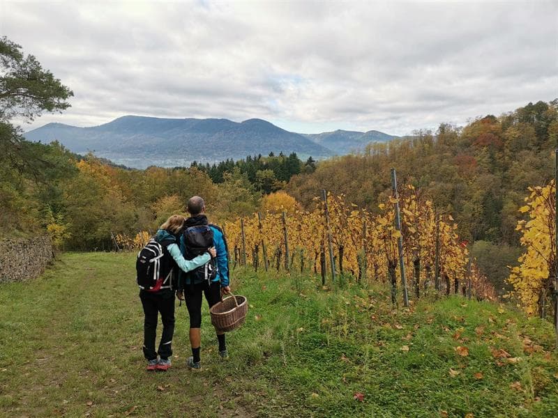 Visite guidée du vignoble d'Albé et dégustation de vins