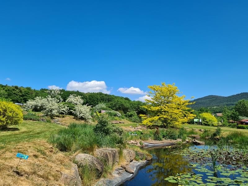 Jardin Lilaveronica