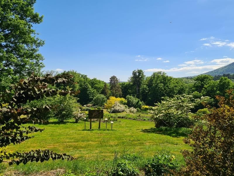 Jardin Lilaveronica