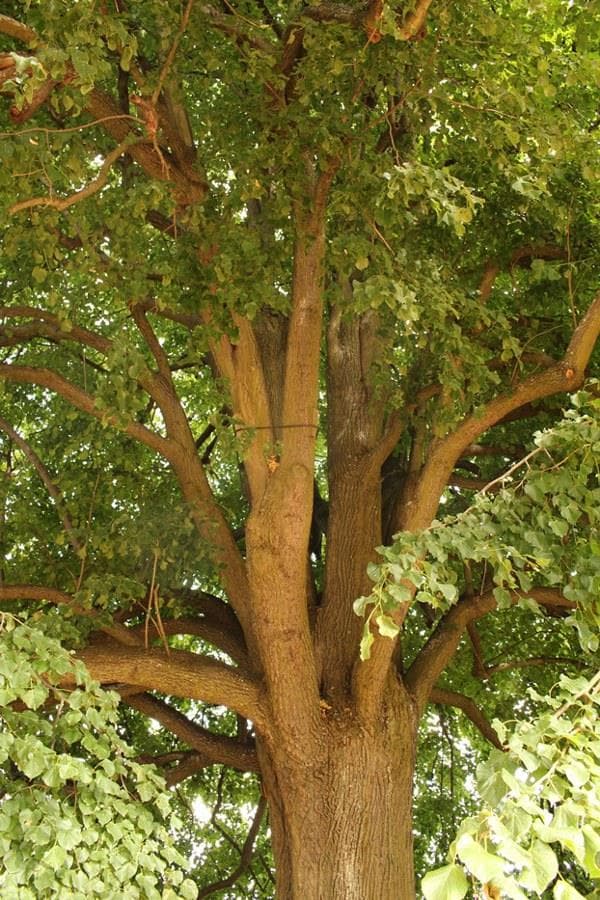 Arbre remarquable